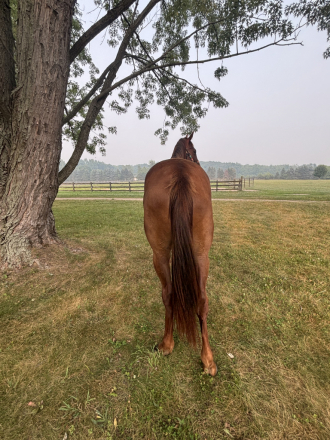 HorseID: 2316415 Selah - PhotoID: 1102881