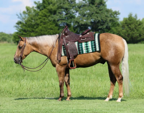 HorseID: 2316416 TR PARTYINTHEHOUSE - PhotoID: 1102883