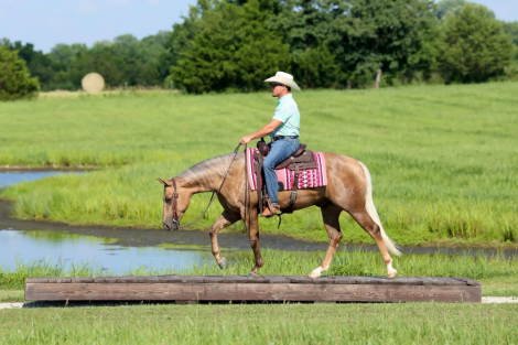 HorseID: 2316416 TR PARTYINTHEHOUSE - PhotoID: 1102886