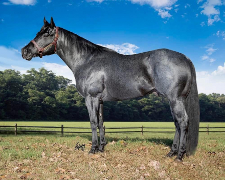 HorseID: 2316421 Dash For Cash N Blue - PhotoID: 1102891