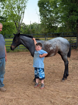 HorseID: 2316421 Dash For Cash N Blue - PhotoID: 1102893