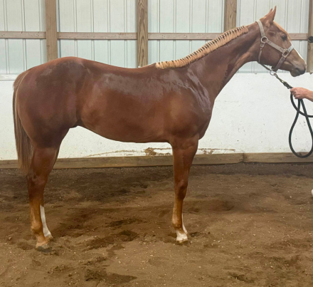 HorseID: 2316434 Ese a Kamotion - PhotoID: 1102897