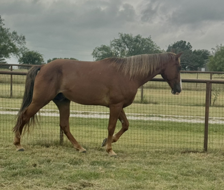 HorseID: 2316438 The Boat Show GH - PhotoID: 1102905