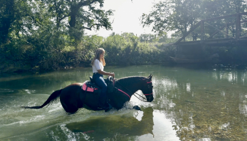 HorseID: 2316439 Magnum - PhotoID: 1102909