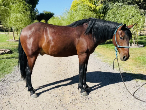 HorseID: 2316440 Jerry Reed - PhotoID: 1102910
