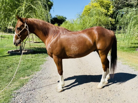 HorseID: 2316441 Waylon Jennings - PhotoID: 1102911
