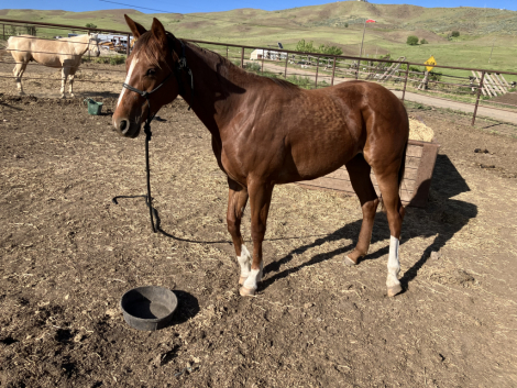 HorseID: 2316444 ML Legit Witchin Bug - PhotoID: 1102916