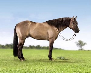 HorseID: 2316446 MISSIN NO ACTION - PhotoID: 1102918