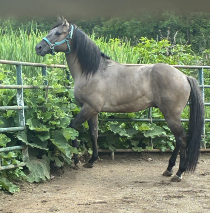 HorseID: 2316446 MISSIN NO ACTION - PhotoID: 1102919