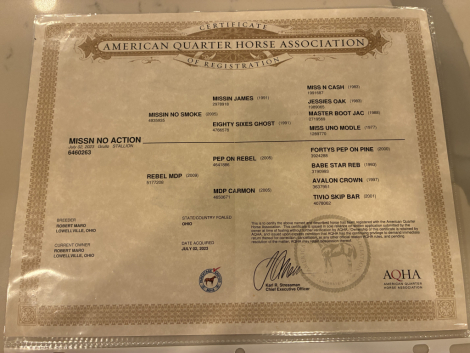 HorseID: 2316446 MISSIN NO ACTION - PhotoID: 1102920