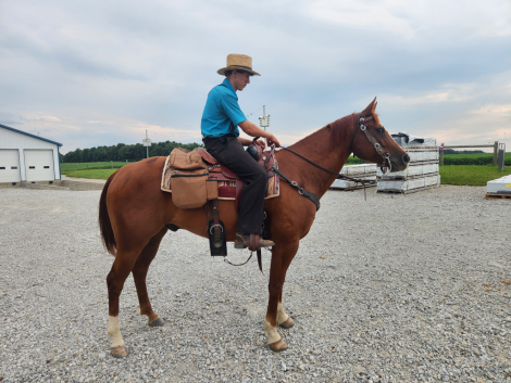 HorseID: 2316457 Rockin The Chrome - PhotoID: 1102926