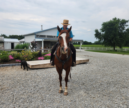 HorseID: 2316457 Rockin The Chrome - PhotoID: 1102928