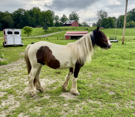 HorseID: 2316459 DC Rough An Rowdy - PhotoID: 1102929