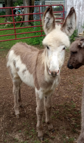 HorseID: 2316460 Frankenmuth - PhotoID: 1102930