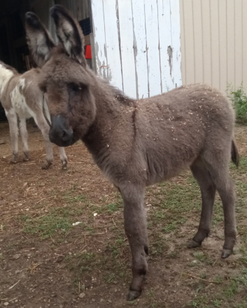 HorseID: 2316461 Watervliet - PhotoID: 1102931