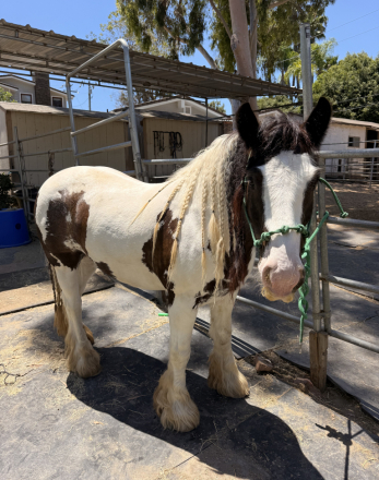 HorseID: 2316468 VW's Dunrovin's Duke - PhotoID: 1102942
