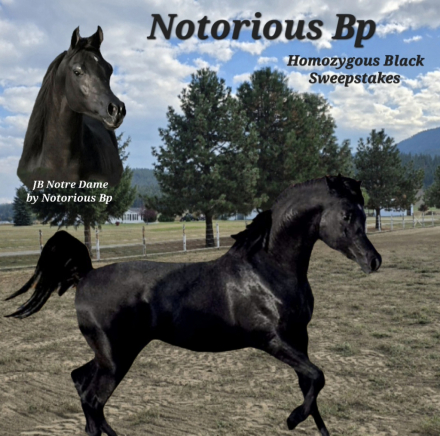 HorseID: 2316470 Notorious Bp - PhotoID: 1102943