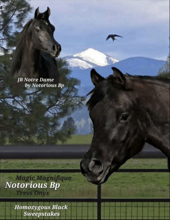 HorseID: 2316470 Notorious Bp - PhotoID: 1102944