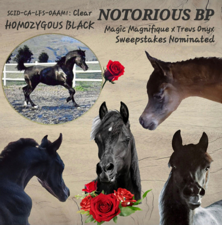 HorseID: 2316470 Notorious Bp - PhotoID: 1102945