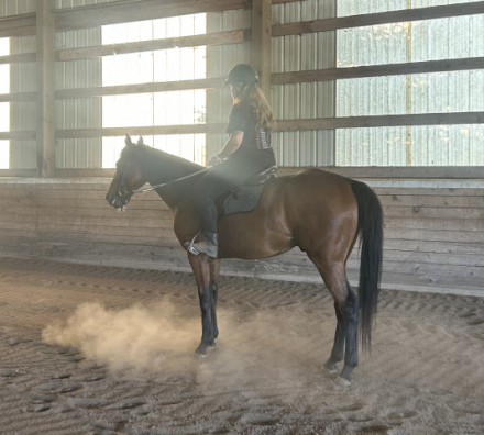 HorseID: 2316475 Hammers knight - PhotoID: 1102957