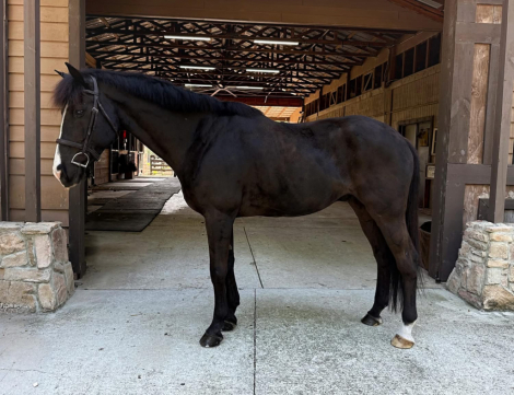 HorseID: 2316477 Zorro - PhotoID: 1102959