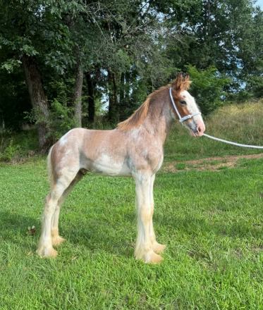 HorseID: 2316478 Raise A Glass Cosmopolitan - PhotoID: 1102961