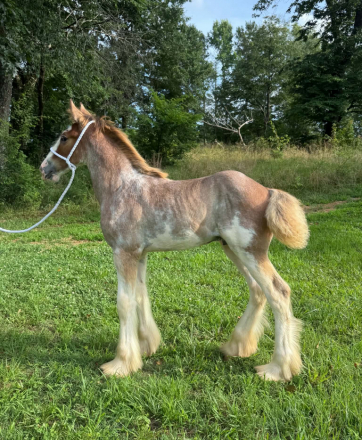 HorseID: 2316478 Raise A Glass Cosmopolitan - PhotoID: 1102962