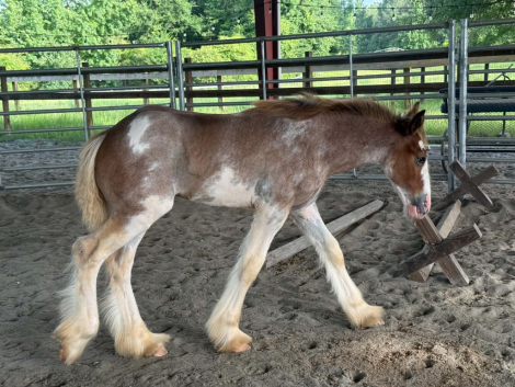 HorseID: 2316478 Raise A Glass Cosmopolitan - PhotoID: 1102963