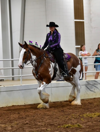 HorseID: 2316478 Raise A Glass Cosmopolitan - PhotoID: 1102966