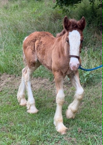 HorseID: 2316479 Raise A Glass To Adventure - PhotoID: 1102969