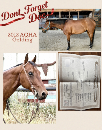 HorseID: 2316483 Dont Forget Doc - PhotoID: 1102975