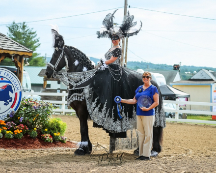 HorseID: 2316487 FairyTale Champion Ster Friesian Gelding. - PhotoID: 1102979