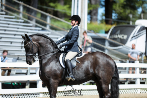 HorseID: 2316487 FairyTale Champion Ster Friesian Gelding. - PhotoID: 1102980