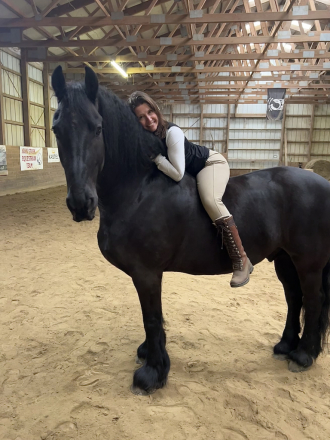 HorseID: 2316487 FairyTale Champion Ster Friesian Gelding. - PhotoID: 1102981