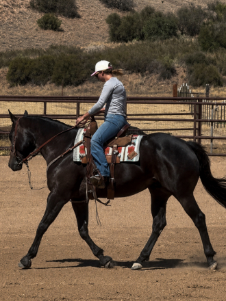HorseID: 2316488 Corona Virus Hayday - PhotoID: 1102982