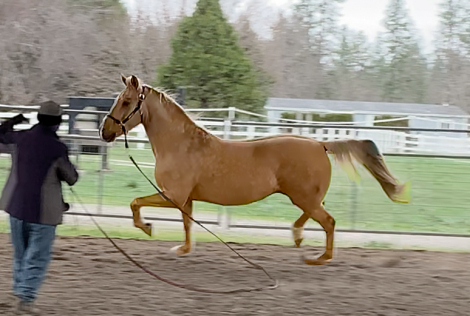 HorseID: 2316490 ATMF Sirocco - PhotoID: 1102985