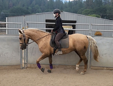 HorseID: 2316490 ATMF Sirocco - PhotoID: 1102986