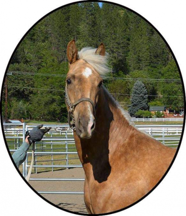 HorseID: 2316490 ATMF Sirocco - PhotoID: 1102987