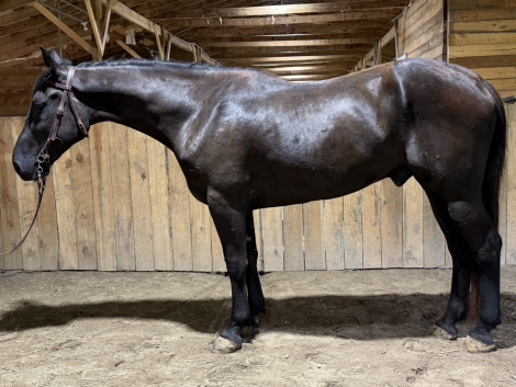 HorseID: 2316497 Knight - PhotoID: 1102991