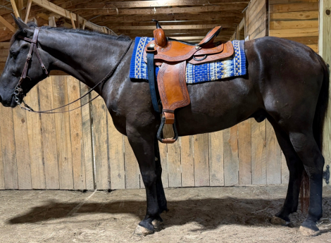 HorseID: 2316497 Knight - PhotoID: 1102992