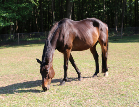 HorseID: 2316499 LINUS VAN PELT PW - PhotoID: 1102999