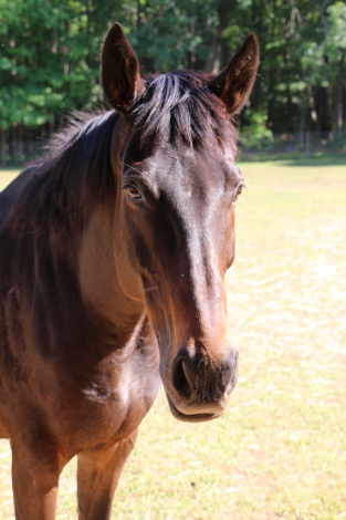HorseID: 2316499 LINUS VAN PELT PW - PhotoID: 1103000
