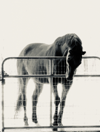 HorseID: 2316499 LINUS VAN PELT PW - PhotoID: 1103001
