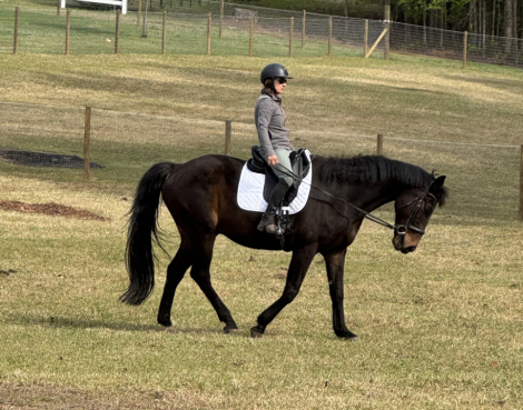 HorseID: 2316499 LINUS VAN PELT PW - PhotoID: 1103002