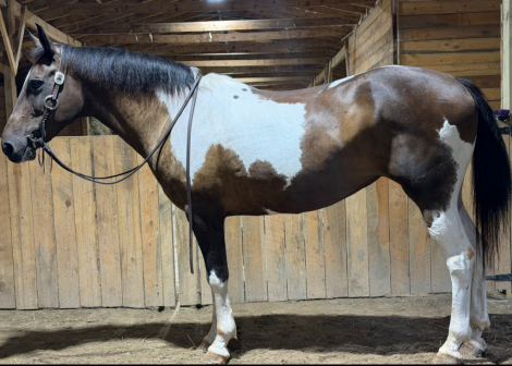 HorseID: 2316501 Athena - PhotoID: 1102989