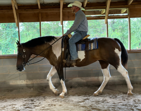 HorseID: 2316501 Athena - PhotoID: 1102990