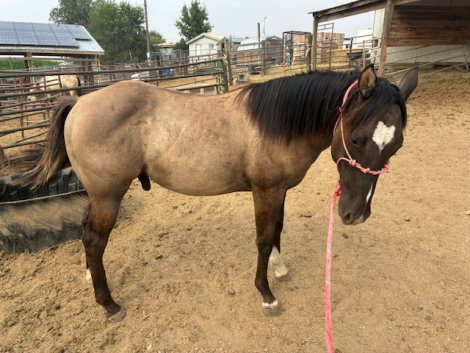 HorseID: 2316506 Codys Ransom - PhotoID: 1103006