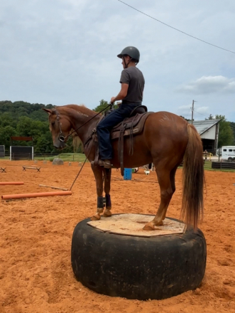 HorseID: 2316514 Maizy May - PhotoID: 1102875