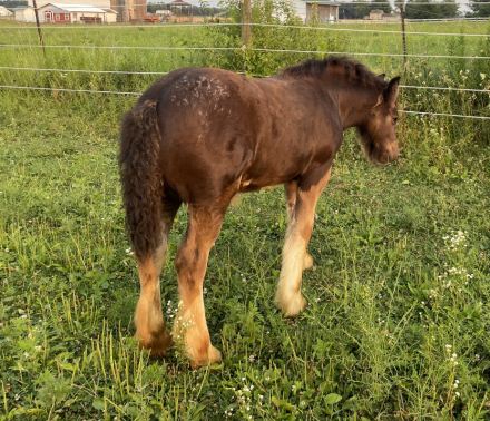 HorseID: 2316526 Chiefs Reigning Geese - PhotoID: 1103020