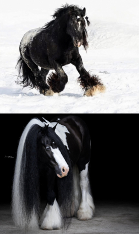HorseID: 2316526 Chiefs Reigning Geese - PhotoID: 1103022